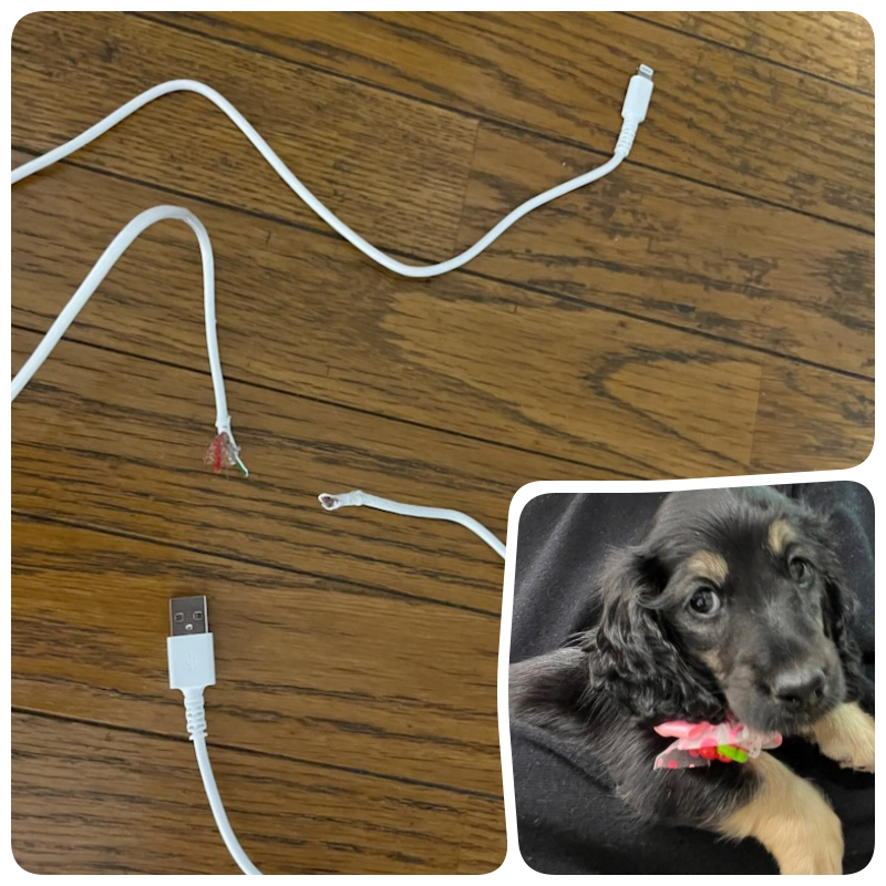 我が家の愛犬に噛みちぎられて断線したスマホ充電コード